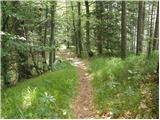 Globasnica / Globasnitz - Veška kopa/Wackendorfer Spitze